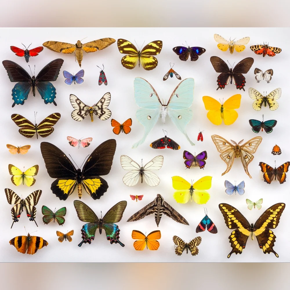Colorful Butterfly Wall Art Print